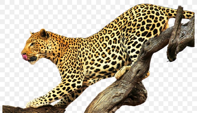 Felidae Cheetah Cougar Hyena Desktop Wallpaper, PNG, 800x469px, Felidae, African Leopard, Animal, Big Cat, Big Cats Download Free