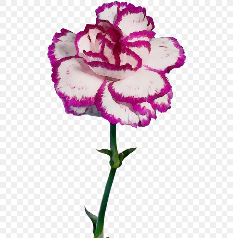Flowering Plant Flower Pink Violet Purple, PNG, 500x836px, Watercolor, Cut Flowers, Flower, Flowering Plant, Paint Download Free