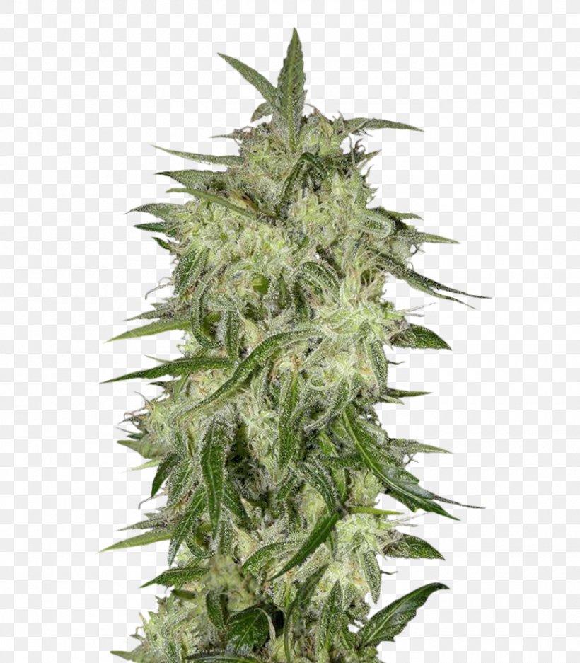 Seed Bank Feminized Cannabis Cannabis Sativa Skunk, PNG, 1400x1600px, Seed, Cannabis, Cannabis Sativa, Conifer Cone, Cultivar Download Free