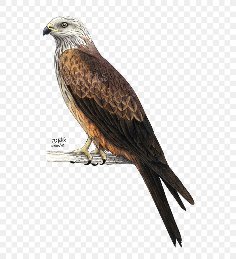 Bald Eagle Bird Red Kite Black Kite, PNG, 583x900px, Bald Eagle, Accipitridae, Accipitriformes, Beak, Bird Download Free
