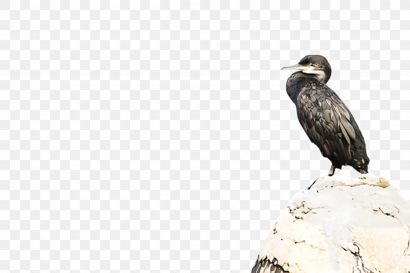 Bird Beak Bird Of Prey Vulture Wildlife, PNG, 2448x1632px, Bird, Beak, Bird Of Prey, Cormorant, Falconiformes Download Free