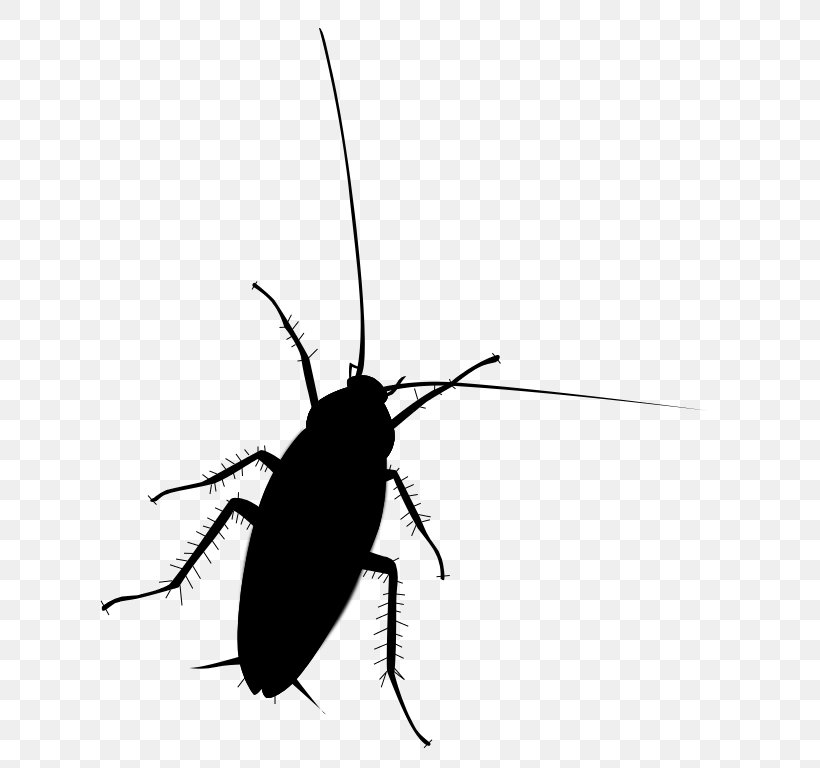Cockroach Beetle Clip Art Membrane Insect, PNG, 655x768px, Cockroach, Arthropod, Beetle, Blister Beetles, Ground Beetle Download Free