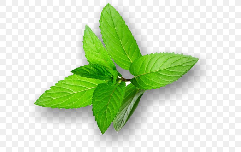 LorAnn Oils 1 Lebensmittelaroma Pfefferminze Peppermint Herbalism Leaf Milliliter, PNG, 629x518px, Peppermint, Herb, Herbalism, Leaf, Milliliter Download Free