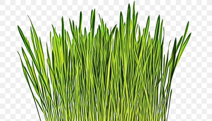 Wheat Cartoon, PNG, 733x467px, Wheatgrass, Barley, Barley Grass, Barleys, Cereal Download Free