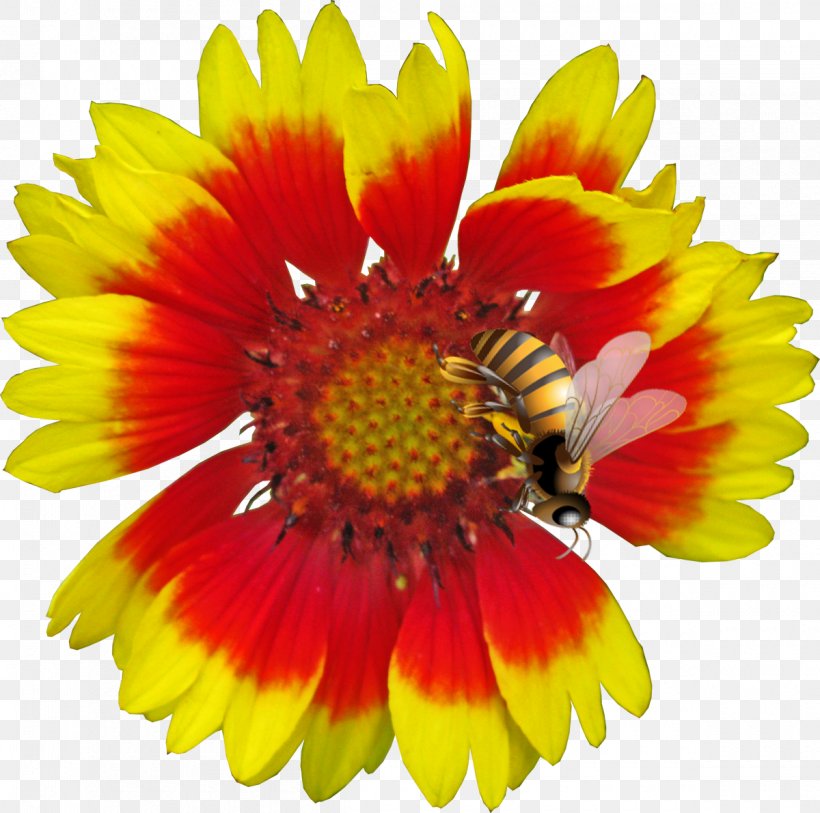 Blanket Flowers Cut Flowers Download, PNG, 1200x1191px, 2017, Blanket Flowers, Annual Plant, Blanket, Chrysanthemum Download Free