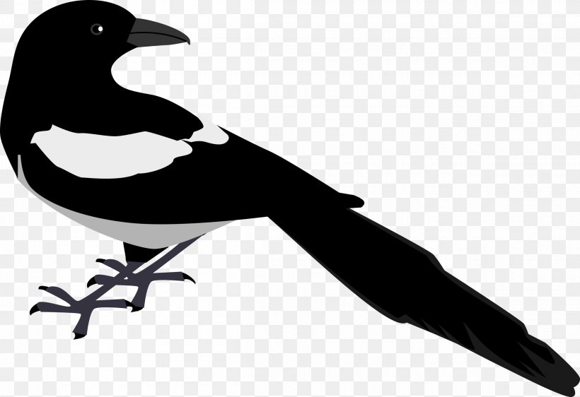 Eurasian Magpie Bird Clip Art, PNG, 2400x1646px, Eurasian Magpie, American Crow, Beak, Bird, Black And White Download Free