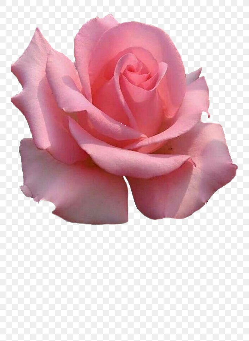 Garden Roses Cabbage Rose China Rose Floribunda Pink, PNG, 750x1123px, Garden Roses, Blue, Blume, Cabbage Rose, China Rose Download Free