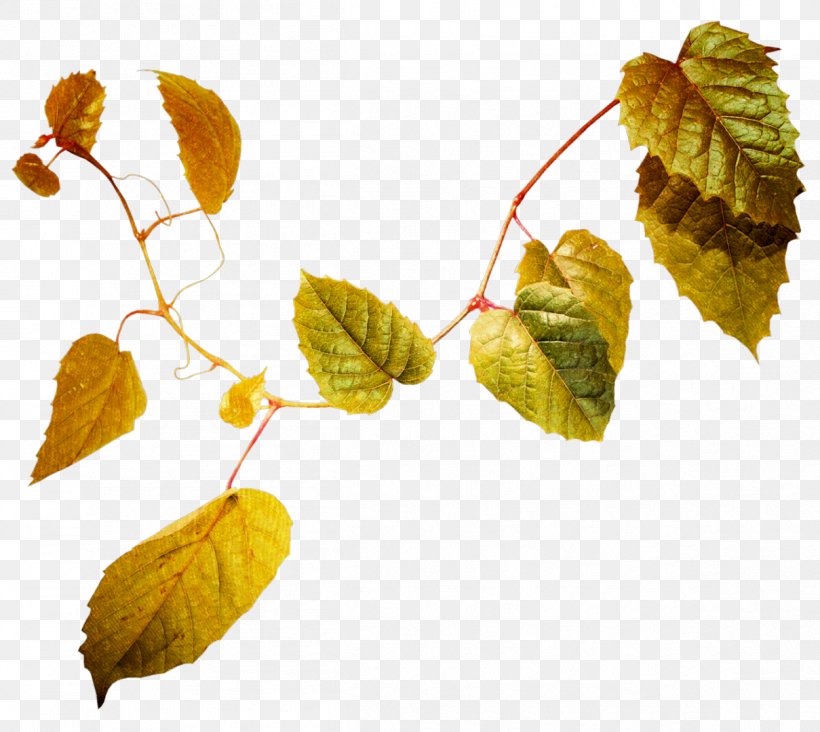 Maple Leaf Branch Color, PNG, 1209x1080px, Leaf, Autumn, Autumn Leaf Color, Branch, Color Download Free