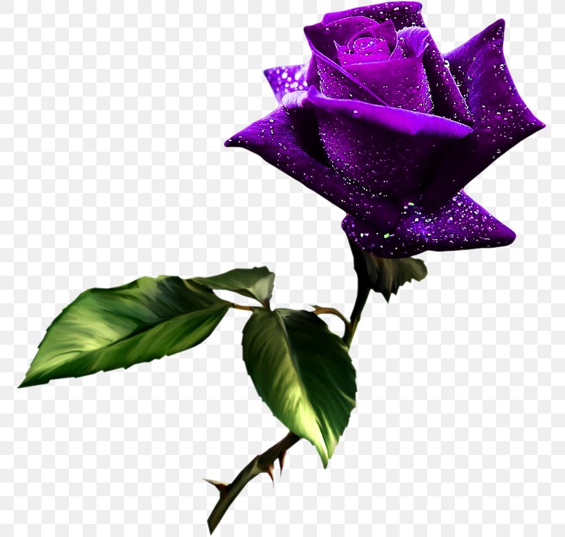 Best Roses Clip Art, PNG, 774x779px, Rose, Art, Best Roses, Blue Rose, Cut Flowers Download Free