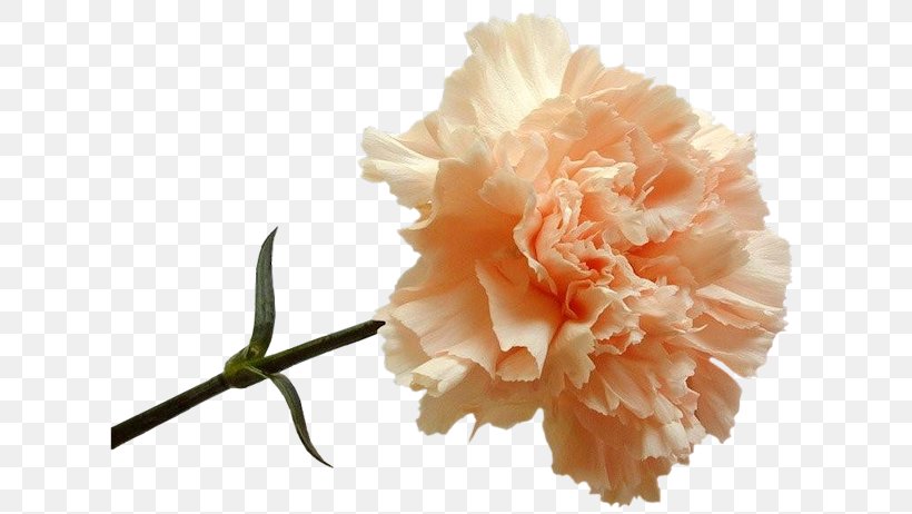 Carnation Peach Color Flower Blue, PNG, 621x462px, Carnation, Blue, Color, Cut Flowers, Dianthus Download Free