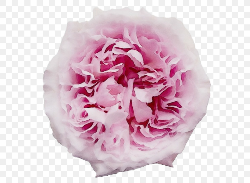 Garden Roses, PNG, 600x600px, Watercolor, Cabbage Rose, Carnation, Cut Flowers, Flower Download Free