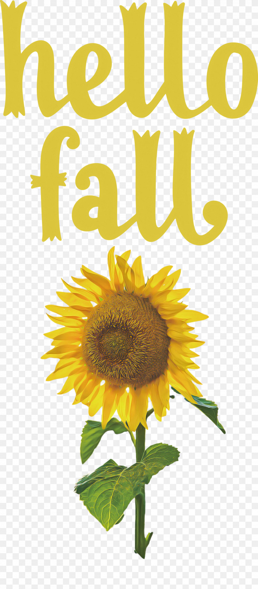 Hello Fall Fall Autumn, PNG, 1312x2999px, Hello Fall, Autumn, Cdr, Data, Drawing Download Free