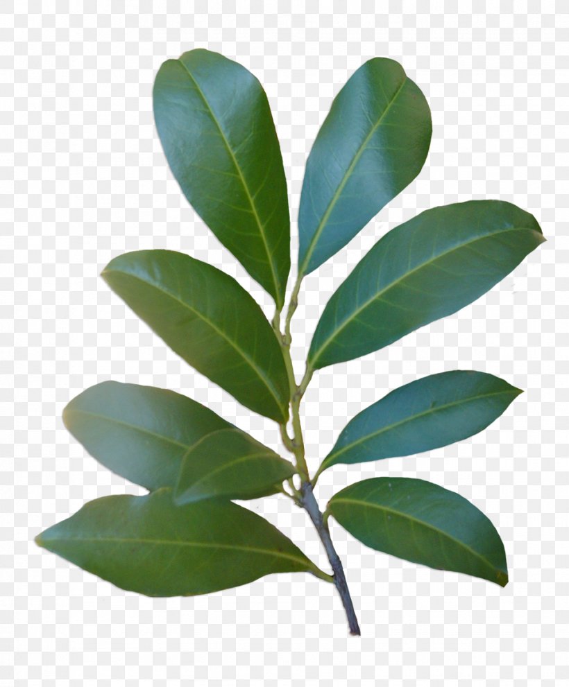 Leaf Plant Stem Laurales Tree, PNG, 966x1168px, Leaf, Laurales, Plant, Plant Stem, Tree Download Free