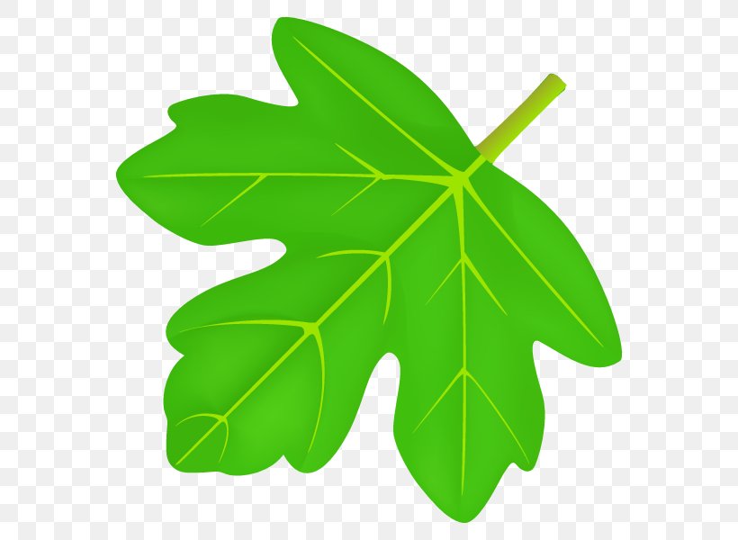 Leaf Plant Stem Tree, PNG, 600x600px, Leaf, Green, Plant, Plant Stem, Tree Download Free