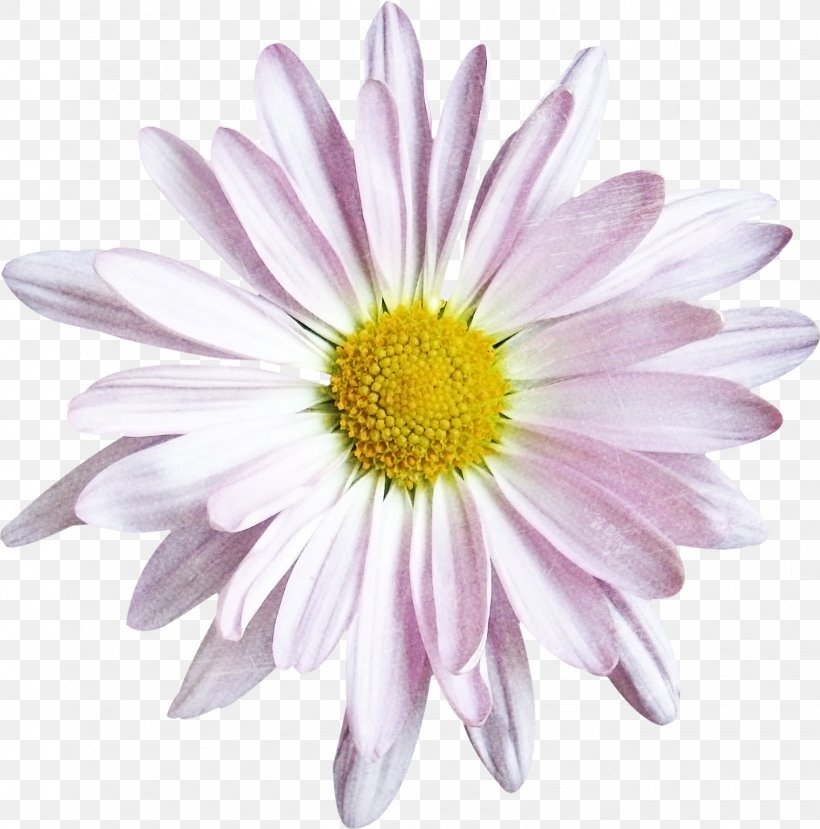 Common Daisy Oxeye Daisy Chrysanthemum Argyranthemum Frutescens Cut Flowers, PNG, 1582x1600px, Common Daisy, Annual Plant, Argyranthemum Frutescens, Aster, Chrysanthemum Download Free