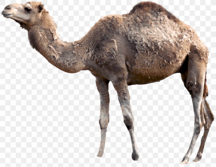 Bactrian Camel Dromedary Clip Art Image, PNG, 851x659px, Bactrian Camel, Arabian Camel, Camel, Camel Like Mammal, Dromedary Download Free