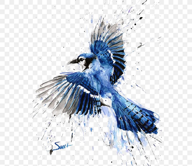 Bird Blue Jay Watercolor Painting Art, PNG, 564x706px, Bird, Abstract Art, Art, Artist Eric Sweet, Beak Download Free