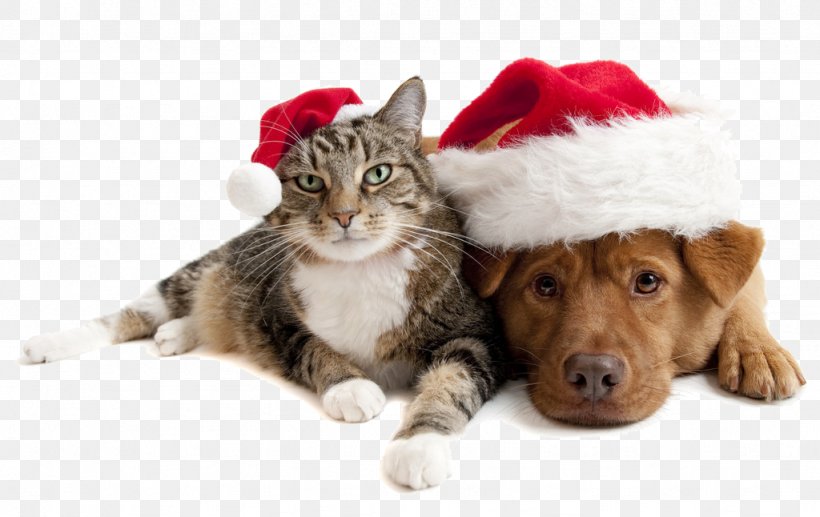 Christmas Cats And Dogs, PNG, 1024x646px, Shih Tzu, Carnivoran, Cat, Cat Like Mammal, Christmas Download Free