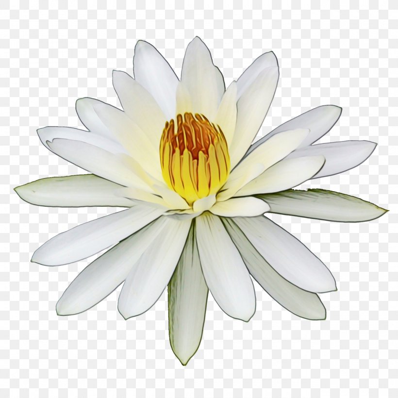 Fragrant White Water Lily Petal White Flower Aquatic Plant, PNG, 1280x1280px, Watercolor, Aquatic Plant, Flower, Flowering Plant, Fragrant White Water Lily Download Free