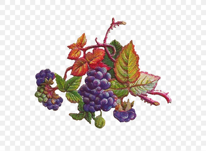 Grapevines Concord Grape Grape Leaves Berry, PNG, 724x601px, Grape, Art, Berry, Bilberry, Boysenberry Download Free