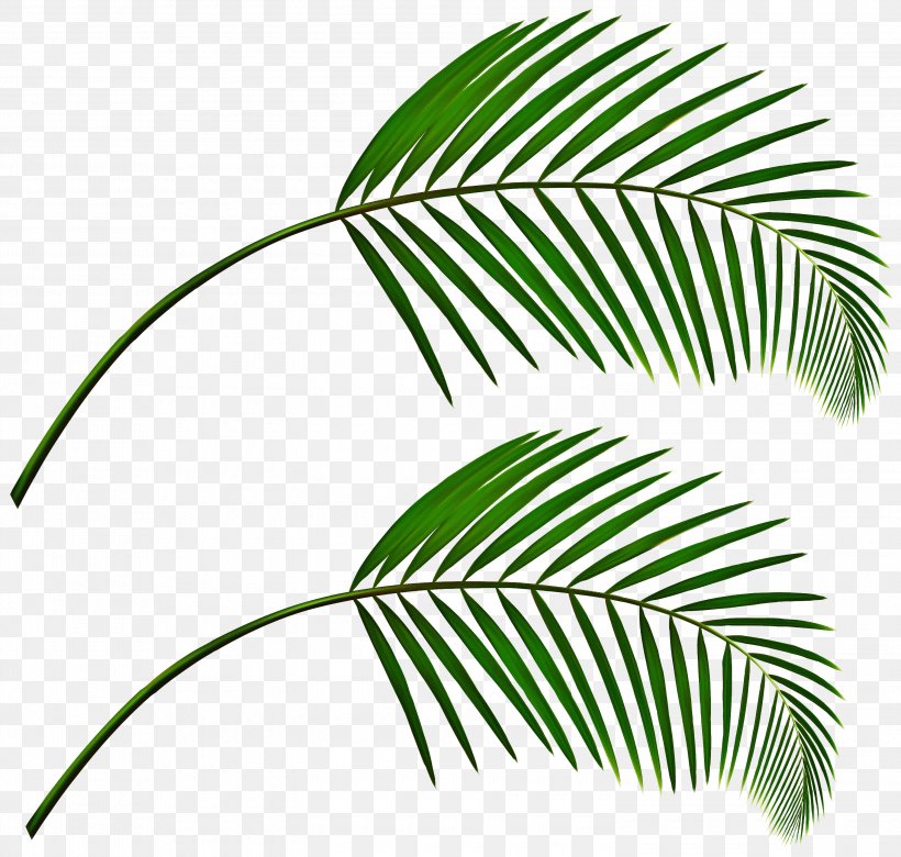Leaf Plant Green Tree Vegetation, PNG, 3000x2857px, Leaf, Branch, Green, Plant, Terrestrial Plant Download Free
