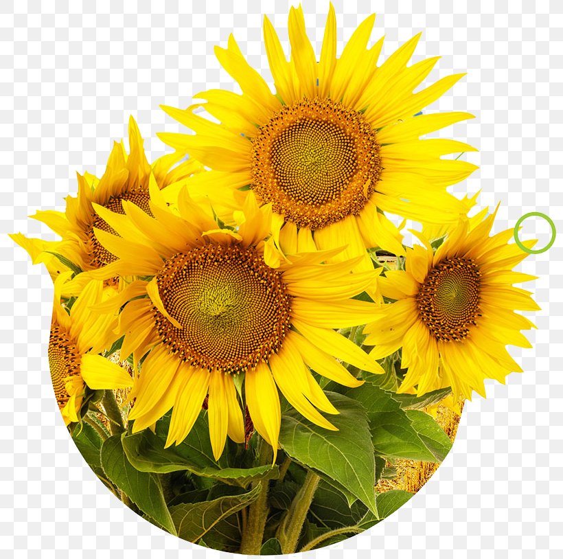 Mural Painting Photography Wall Wallpaper, PNG, 800x814px, Mural, Common Sunflower, Cut Flowers, Daisy Family, Decal Download Free