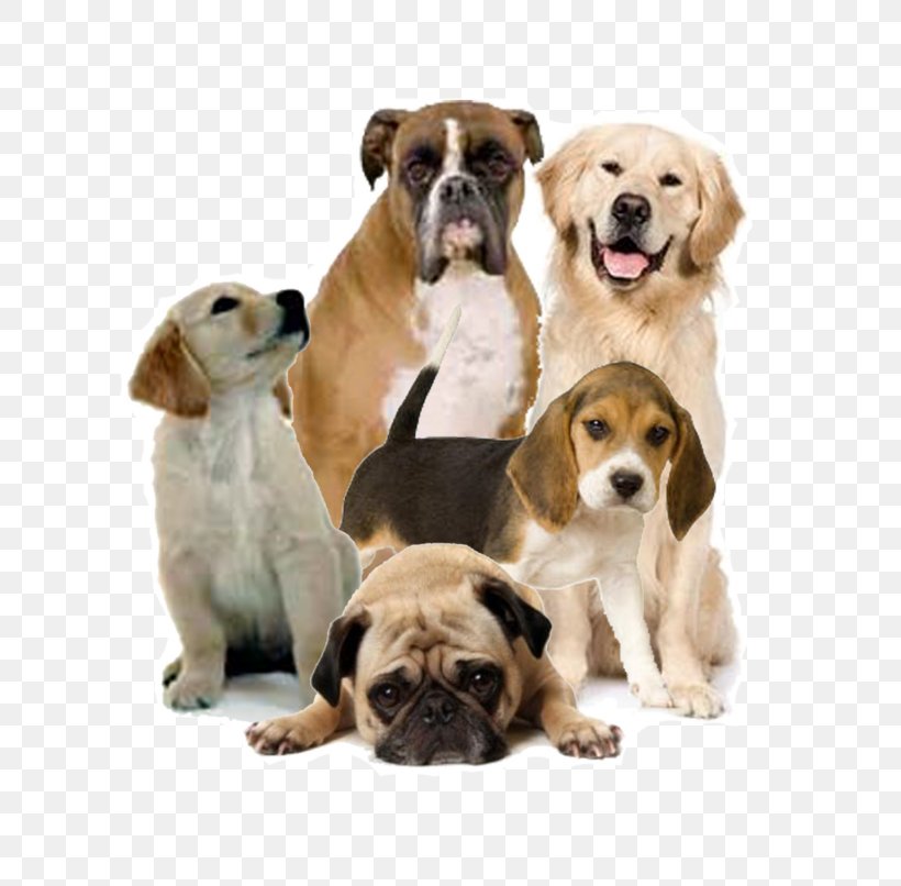 Puppy Toy Bulldog Clip Art, PNG, 768x806px, Puppy, Carnivoran, Companion Dog, Dog, Dog Breed Download Free