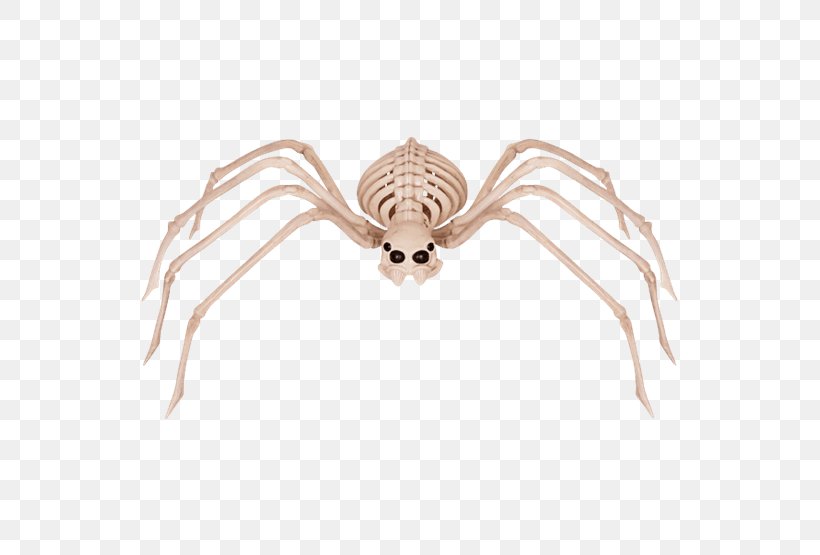Spider Human Skeleton Bone Skull, PNG, 555x555px, Watercolor, Cartoon, Flower, Frame, Heart Download Free