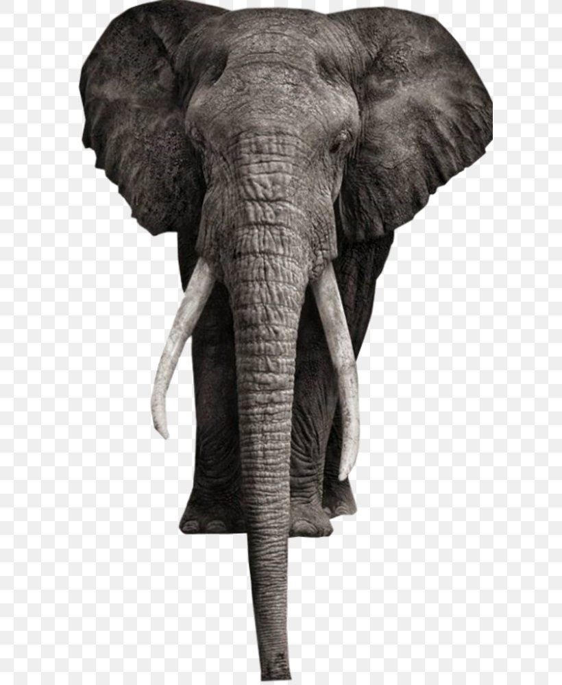 African Bush Elephant Elephantidae Addo Elephant National Park White Elephant Photography, PNG, 618x999px, African Bush Elephant, Addo Elephant National Park, African Elephant, Animal, Black And White Download Free