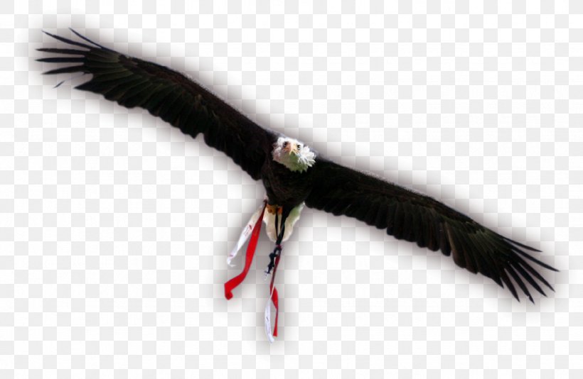 Eagle Vulture Beak Feather, PNG, 924x602px, Eagle, Accipitriformes, Beak, Bird, Bird Of Prey Download Free