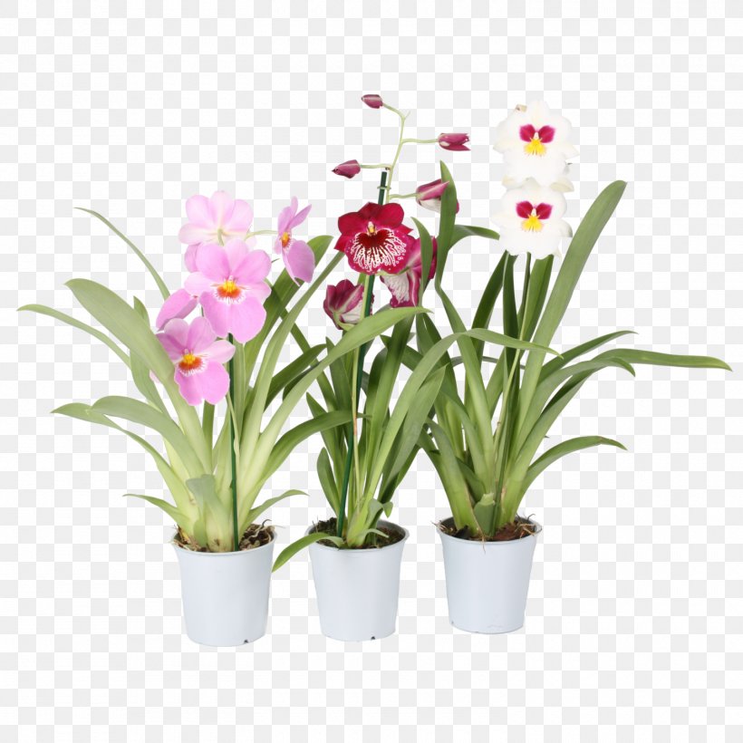 Moth Orchids Houseplant × Cambria Flowerpot, PNG, 1500x1500px, Moth Orchids, Artificial Flower, Boat Orchid, Cambria, Cattleya Download Free