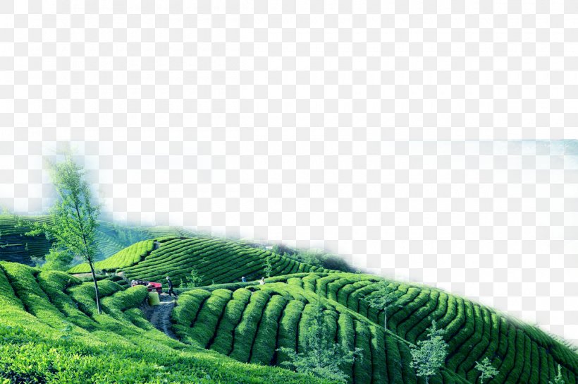 Green Tea Oolong Tea Garden, PNG, 1200x797px, Tea, Camellia Sinensis, Chinas Famous Teas, Ecosystem, Grass Download Free