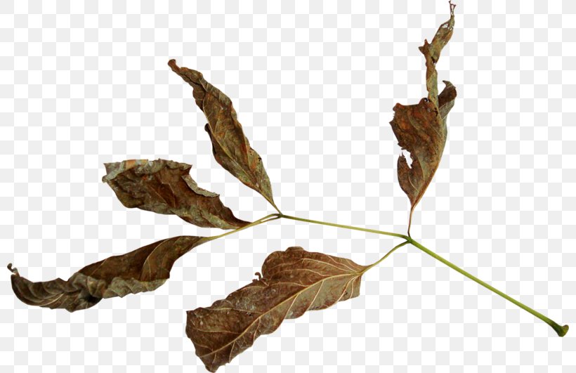 Leaf, PNG, 800x531px, Twig, Autumn, Autumn Leaves, Branch, Leaf Download Free