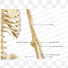 Arm - Bone Human Anatomy Arm Coronal Plane PNG