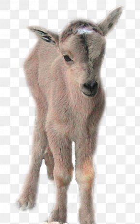 Goat - Goat Gray Wolf Barbary Sheep Cattle PNG