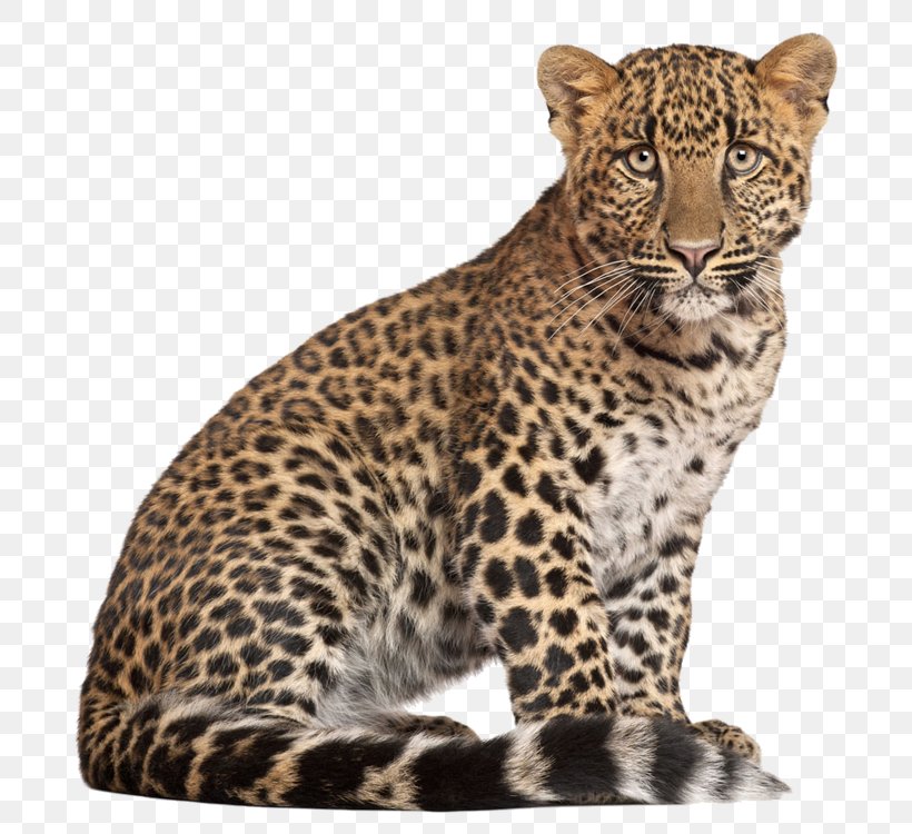 Lion Tiger Jaguar Cougar Cheetah, PNG, 750x750px, Leopard, Animal, Big Cats, Carnivoran, Cat Like Mammal Download Free