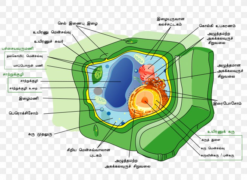 Plant Cell Cell Wall Cell Nucleus, PNG, 1280x937px, Plant, Area, Biology, Cell, Cell Membrane Download Free