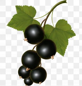 Grapes - Zante Currant White Currant Blackcurrant Clip Art PNG