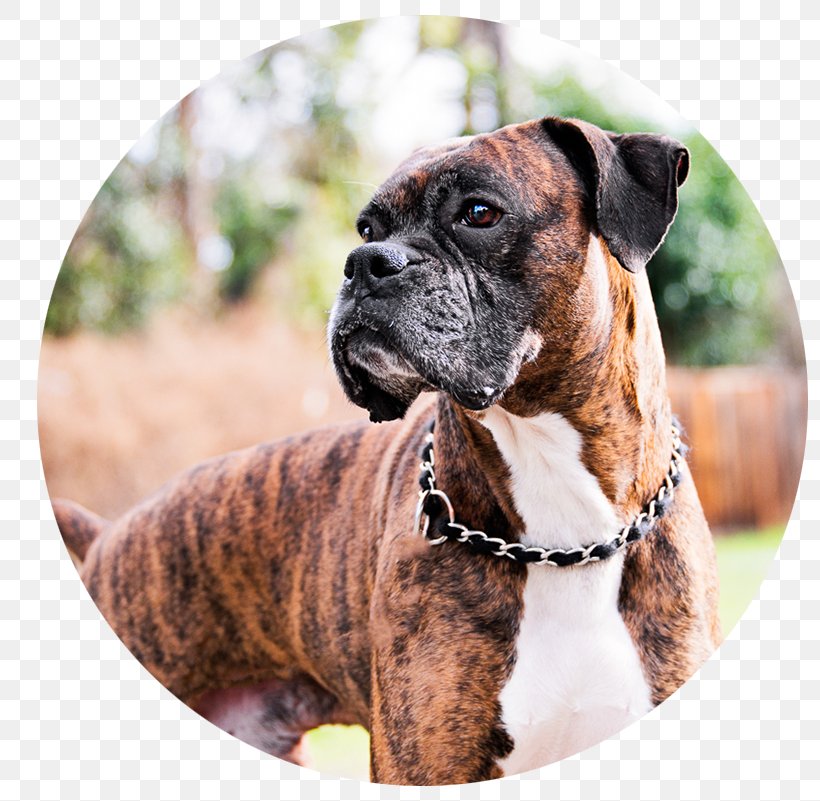 Boxer Dog Breed Valley Bulldog Amyranth Pet Photography, PNG, 801x801px, Boxer, Breed, Brindle, Bulldog, Carnivoran Download Free