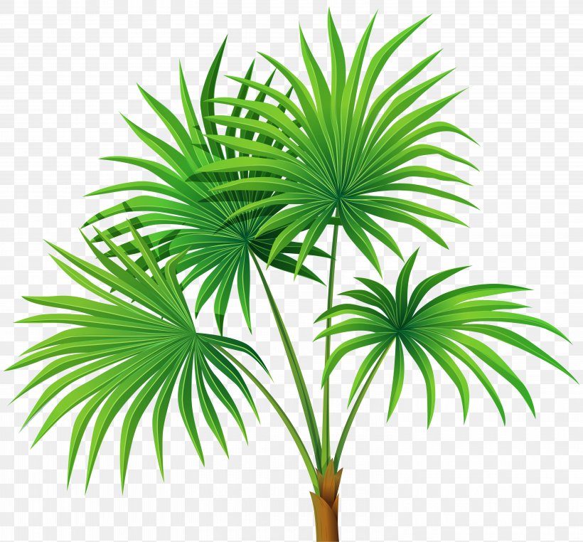 Drawing Royalty-free Clip Art, PNG, 6000x5580px, Drawing, Arecaceae, Arecales, Borassus Flabellifer, Can Stock Photo Download Free