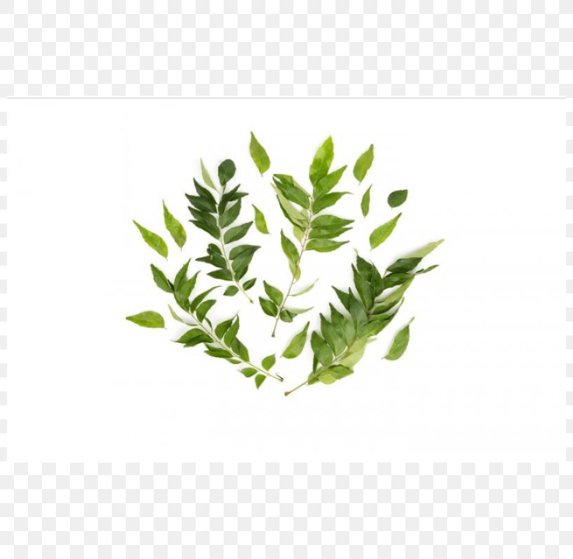 Herb Plant Stem Leaf Branching, PNG, 800x800px, Herb, Branch, Branching, Grass, Herbal Download Free