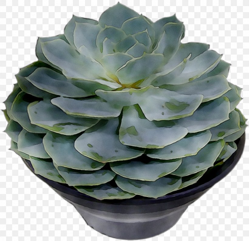 Agave Tequilana Houseplant Flowerpot Aloe Vera, PNG, 1158x1124px, Agave Tequilana, Agave, Aloe, Aloe Vera, Echeveria Download Free