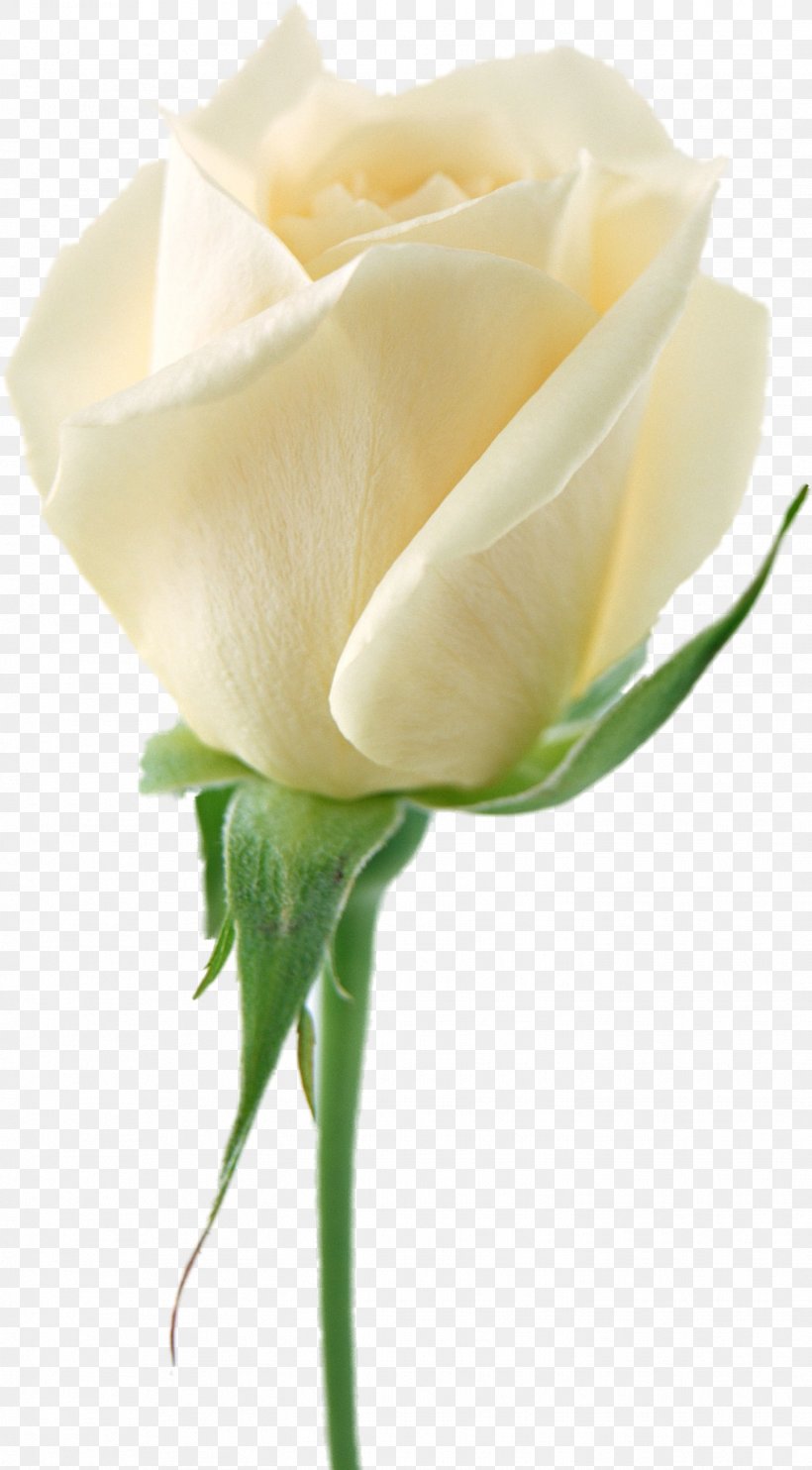 Garden Roses Flower Bouquet White, PNG, 1446x2618px, Rose, Artificial Flower, Bud, Close Up, Cut Flowers Download Free