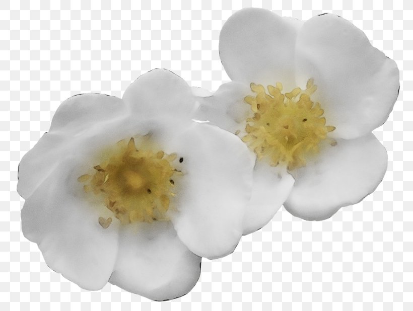 Rose, PNG, 800x618px, Watercolor, Flower, Flowering Plant, Paint, Petal Download Free