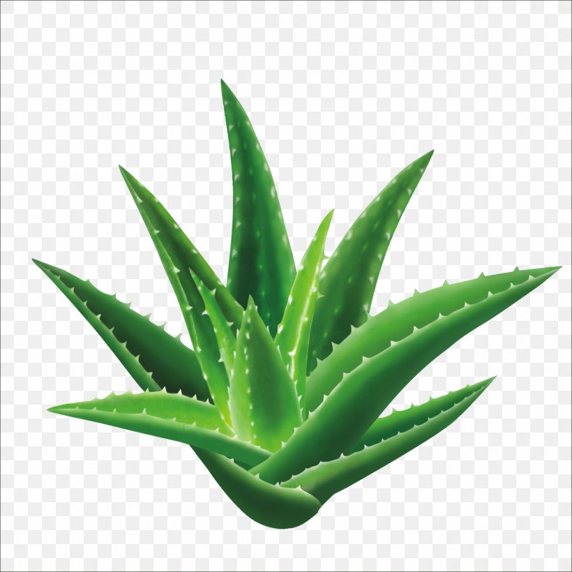 Aloe Vera Seed Leaf Gel Extract, PNG, 1773x1773px, Aloe Vera, Aloe, Aloe Emodin, Ayurveda, Chlorophytum Comosum Download Free