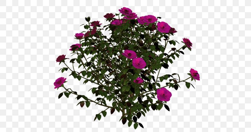Domain Wintergardens Flower Auckland Domain Painting Clip Art, PNG, 500x434px, Flower, Annual Plant, Centifolia Roses, Chained To The Rhythm, Cut Flowers Download Free