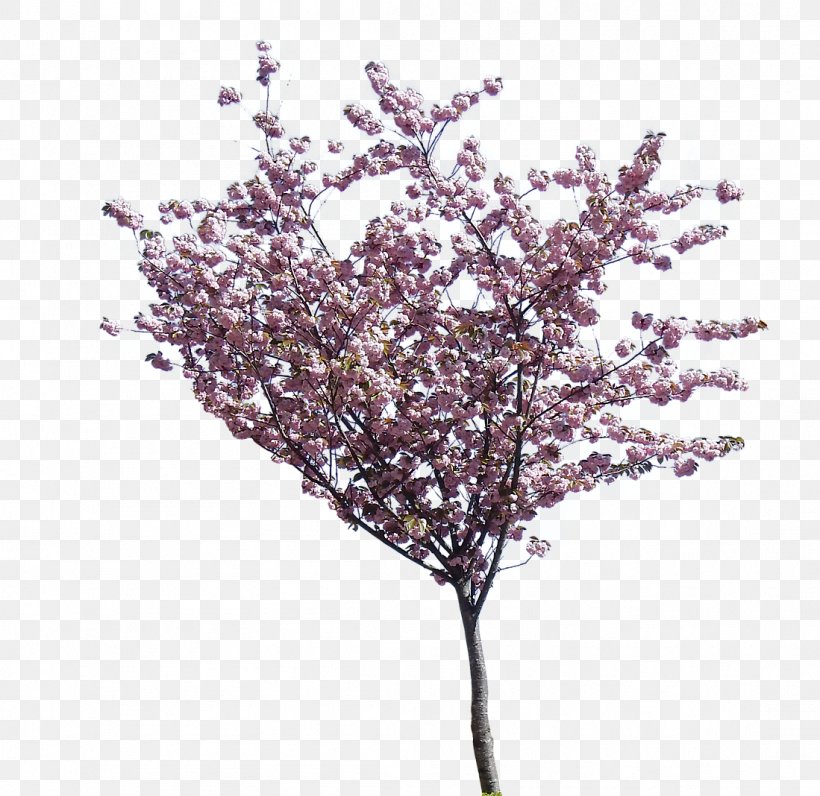 Flowering Dogwood Cherry Blossom Tree, PNG, 1099x1068px, Flowering Dogwood, Blossom, Branch, Cherry, Cherry Blossom Download Free