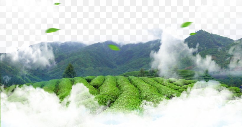 Green Tea Leaf Tea Culture, PNG, 1900x1000px, Tea, Chinese Tea, Energy, Grass, Green Download Free