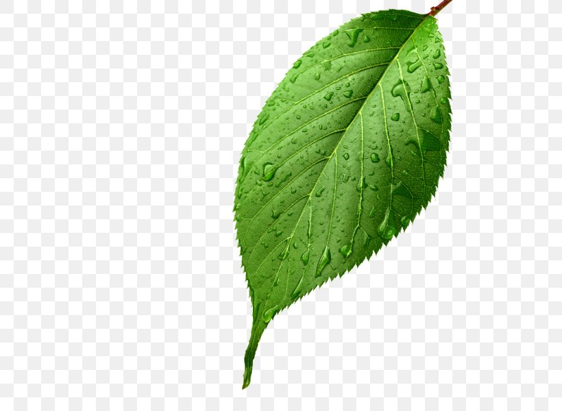 Leaf Stock Photography Light, PNG, 578x600px, Leaf, Green, Highdefinition Video, Light, Maple Leaf Download Free