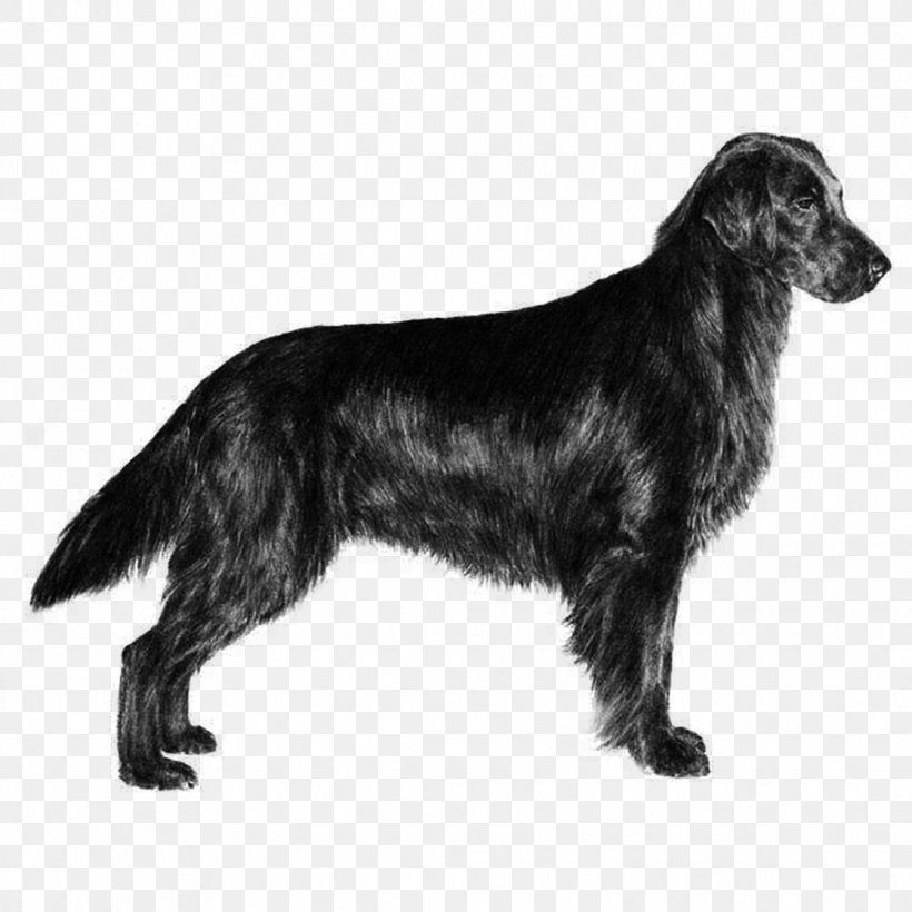 Newfoundland Dog Golden Retriever Flat-coated Retriever Puppy, PNG, 1116x1116px, Newfoundland Dog, Action Toy Figures, Blue Picardy Spaniel, Canidae, Carnivore Download Free